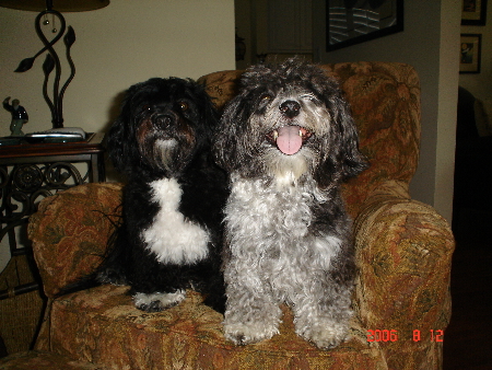 Dog's of 'A Dog's Life' 068(1).jpg